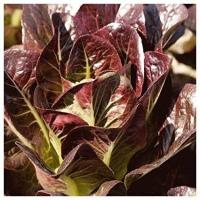 ราคา เมล็ดพันธุ์ ผักสลัด ซุปเปอร์เรดโรเมน Super Red Romaine Lettuce Seed 500 เมล็ด เมล็ดพันธุ์พืช เมล็ดพันธุ์ผัก เมล็ดพันธุ์ดอกไม้ ของแท้ (703318069)