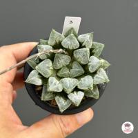 ราคา ฮาโวเทีย Haworthia Love Heart ไม้อวบน้ำ กุหลาบหิน cactus succulentหลากหลายสายพันธุ์ (5271704215)