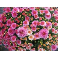 ราคา เมล็ดเบญจมาศ เมล็ดดอกเบญจมาศ คละสี สีขาว สีชมพู สีเหลือง เมล็ดพันธุ์ 50 เมล็ด 29 บาท มีเก็บเงินปลายทาง (8116120426)