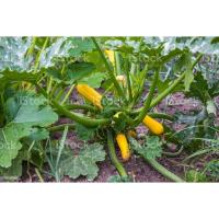 ราคา เมล็ดพันธุ์ ซูกินีสีทอง yellow zucchini ซูกินี เหลือง เมล็ดนำเข้า 4 30 เมล็ด ซื้อ 10 เเถม 1 คละได้ (17432863454)