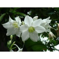 ราคา ว่านมหาบัวไม้ดอก ไม้ประดับ ไม้มงคล 2หัว ว่านเศรษฐีนําโชค หรือ สี่ยงโชค เมตตามหานิยม ว่านแห่งโชคลาภที่ทำให้ผู้คนนับถือ และนำโชคลาภเง (8467210617)