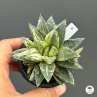 ราคา Haworthia Cymbiformis Variegata ฮาโวเทีย ไม้อวบน้ำ กุหลาบหิน cactus succulentหลากหลายสายพันธุ์ (7507600390)