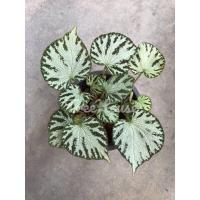 ราคา บีโกเนีย เขียวลาย กระถาง 8 นิ้ว (20713672550)