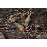 ราคา ว่านช้างผสมโขลง ขายเป็นหัว (9189012242)