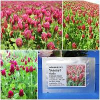 ราคา เมล็ดพันธุ์ โคลเวอร์ คิมสัน Crimson Clover Seed 300 เมล็ด คุณภาพดี ราคาถูก ของแท้ (7171770955)