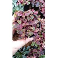 ราคา ต้นทับทิมสยาม ต้นแดงชาลี มณีล้อมเพชร สีแดง ไม้มงคล ไม้ออฟฟิศ สีสวยฟอกอากาศ กระถาง 3 นิ้ว 29 บาท (6184748893)