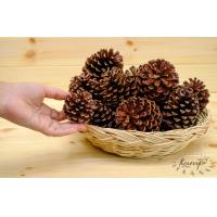 ราคา ลูกสน ธรรมชาติ ปลอดสาร คัดพิเศษ ตกแต่งต้นคริสต์มาส ลูกสนแห้ง ไซส์เล็ก กลาง ใหญ่ ลูกสนสวยๆ christmas คริสต์มาส พร๊อบถ่ายรูป ลูกสนฟัน (16583746316)