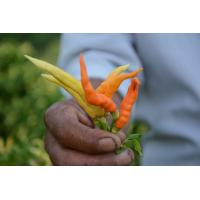 ราคา ต้นกล้า พริกเหลือง หรือ พริกสีเหลือง กล้าละ 10 บาท (13272059319)