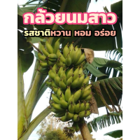 ราคา หน่อกล้วย หน่อกล้วยนมสาว กล้วยนมสาว รสชาติ หอมหวาน สายพันธุ์แท้100 ส่งฟรี เก็บเงินปลายทาง (20796569434)