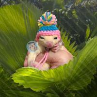 ราคา V หมวกจิ๋ว หมวกไหมพรม หมวก สัตว์เล็ก ชูการ์ กระรอก แฮมสเตอร์ ดอร์เมาส์ แฟตเทล เจอบิล ชูก้า เสื้อ ชุด เสื้อผ้า (19470286725)