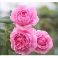 ราคา 25เมล็ด เมล็ดกุหลาบ อังกฤษ seeds พันธุ์เลื้อย สีชมพู กุหลาบหนู Rose seed (11770330468)