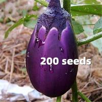 ราคา Big Purple Eggplant Seed เมล็ดพันธุ์ มะเขือม่วงยักษ์ อัตรางอกสูง 200เมล็ด ซอง Eggplant Seeds for Sale Eggplant Plants Seeds Organic Vegetable Seeds for Planting ปลูกผัก สวนครัว เมล็ดพันธุ์ผัก ผักสวนคร