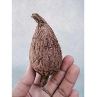 ราคา บอระเพ็ดพุงช้าง รอบหัว10 15cm เป็นไม้เถาร์ ไม้โขด หัวบอระเพ็ดพุงช้าง โขดบอระเพ็ดพุงช้าง (19971000017)