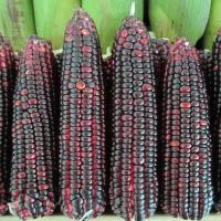 ราคา เมล็ดพันธุ์ ข้าวโพดข้าวเหนียวสีม่วง ขาวโพดเทียนม่วง ข้าวโพดม่วง นิลสยาม ข้าวโพดสีม่วงเหนียว 10 แถม 1 คละได้ (20783342890)