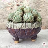 ราคา กระถางดินเผา ลายดินแตก 7 นิ้ว กลม 3 ขา กระถางต้นไม้ ไม้อวบน้ำ กุหลาบหิน cactus succulentหลากหลายสายพันธุ์ (19537236247)