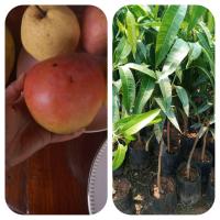 ราคา ต้นมะม่วงR2E2หรือมะม่วงแอปเปิ้ล 1 ต้น ผลมีลักษณะกลม เนื้อแข็ง ผลค่อนข้างใหญ่ มีต้นพันธุ์พร้อมส่ง ต้นสูง70 80ซม (13502090222)