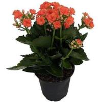 ราคา 35 เมล็ดพันธุ์ เมล็ด กุหลาบหินดอกซ้อน ไม้อวบน้ำ กุหลาบหิน Kalanchoe blossfeldiana Seed อัตราการงอกสูง 80 85 (11770182448)