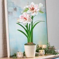 ราคา 1 หัวว่าน ว่านสี่ทิศฮอลแลนด์ Amaryllis bulb Aquaro 18 24 ซม สินค้า แช่เย็นแล้ว หัวขนาดใหญ่ สินค้าจำนวนจำกัด (9126450008)
