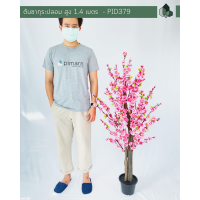 ราคา ต้นดอกซากุระปลอม สูง 1 4 M (9980167092)