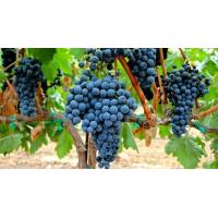 ราคา 1 ต้นองุ่น ติดตา พร้อมปลูก ทำรั้ว สายพันธุ์ พันธุ์ Tempranillo เทมปรานิลโย ต้นใหญ่ สูงขนาด 60 80 ซม รับประกันสินค้า (20957242164)