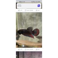 ราคา ปลากัดทุ่งเชื้อ25 30 ลูกสาดสงขลาของแท้จัดส่งเร็วรับประกันสินค้าทุกตัว (17469931767)