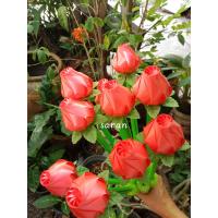 ราคา ไม้เสียบธนบัตร ไม้เสียบกฐิน ความยาว 14 15 นิ้ว แพคละ 10 ก้าน (20827618193)