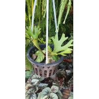 ราคา ต้น ชายผ้าสีดา เขากวางตั้ง Platycerium ridleyi เป็นเฟินที่สวยงามแปลกตา อีกทั้งเป็นเฟินหายาก จัดส่งตามรูป (20978484301)