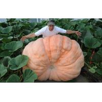 ราคา เมล็ดฟักทองยักษ์Atlantic Giant Pumpkin บรรจุจำนวน5เมล็ด ใหญ่ที่สุดในโลกผลใหญ่มากหนักเกือบ1 ตัน (11736532286)