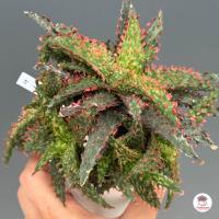 ราคา Aloe Hybrid seedlings อโลไฮบริด ไม้เมล็ด 100บาท ทุกต้น ไม้อวบน้ำ กุหลาบหิน cactus succulentหลากหลายสายพันธุ์ (12844616510)