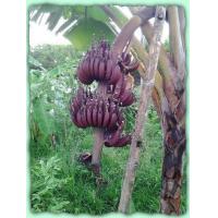 ราคา หน่อกล้วย นากแดง ต้นกล้วยนากแดง กล้วยนากแดง Red banana กล้วยนากแดง เป็นกล้วย โบราณหายาก ลักษณะผลจะมีสีแดงสวย รสชาติหอมหวานอร่อย จัดส่งพร้อมกระถาง 10 นิ้ว ปลูกเป็นไม้ประดับ ลำต้นใหญ่แข็งแรง (7674098742