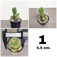 ราคา กระบองเพชรดาวล้อมเดือน Echinopsis calochlora K Schum หน่อเยอะ เลือกต้นได้ (18579526318)