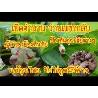 ราคา 2 หัว ว่านเพชรกลับ (8665927551)
