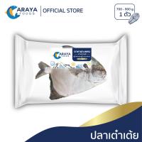 ราคา อารยา ฟู้ดส์ ปลาเต๋าเต้ย ตัวละ 700 900g สด ใหม่ จากปราณบุรี (15929722886)