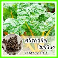 ราคา พร้อมส่ง รหัส 086 เมล็ดพันธุ์แท้ OP แท้ สวิสชาร์ต สีเหลือง Golden Swiss Chard เมล็ดสวิสชาร์ด สวิสชาร์ต สวิสชาร์ด เมล็ดพันธุ์ผัก (7741198167)