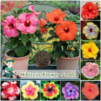 ราคา พร้อมส่ง ง่ายต่อการปลูกเมล็ดพันธุ์ดอกไม้ Fuso สด 100 Fuso เมล็ดพันธุ์ดอกไม้บรรจุ 150 ผสมสี Fuso เมล็ดพันธุ์ดอกไม้สำหรับปลูกและสวน เมล็ดพันธุ์ดอกไม้ราคาถูกบอนไซ เมล็ดบอนไซ ต้นไม้มงคล บอนไซดอกไม้ที่สวย 