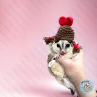 ราคา V หมวกจิ๋ว หมวกไหมพรม หมวก สัตว์เล็ก ชูการ์ กระรอก แฮมสเตอร์ ดอร์เมาส์ แฟตเทล เจอบิล ชูก้า เสื้อ ชุด เสื้อผ้า (21161736287)