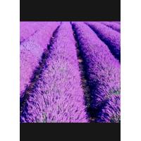 ราคา เมล็ดลาเวนเดอร์50เมล็ด (17339659842)