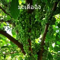 ราคา ต้นมะเดื่อฉิ่ง ลูกฉิ้ง หรือ มะเดื่อฉิ่ง ลูกฉิ่ง มะเดื่อชุมพร กินผล เครื่องเคียง กินกับขนมจีน ต้นสูง 60 70 cm (17676349092)