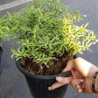 ราคา ต้นโมกแคระด่าง ดอกขาว มีกลิ่นหอมเบาๆ ทรงพุ่ม โตช้า ต้นไม่โตมาก นิยมปลูกเป็นบอนไซ จัดส่งพร้อมกระถาง 6 นิ้ว ลำต้นสูง 15 25ซม อย่างดี (20978291705)