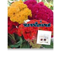ราคา เมล็ดหงอนไก่เทศ หงอนไก่เทศ ซื้อ 10 แถม 1 คละอย่างได้ (11228143390)