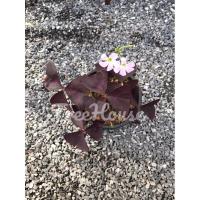 ราคา ผีเสื้อราตรี กระถาง 6 นิ้ว Oxalis triangularis A St Hil pot 6 (20716450355)