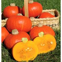 ราคา เมล็ดพันธุ์ ฟักทอง ซันไซน์ Sunshine F1 Squash Seed 5 เมล็ด คุณภาพดี ของแท้ 100 (20593820719)