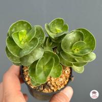 ราคา กุหลาบหูช้าง Portulaca Molokiniensis ไม้อวบน้ำ กุหลาบหิน แคคตัส กระบองเพชร cactus succulent (21343171572)