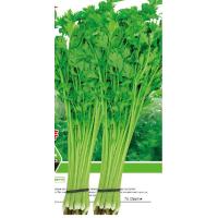ราคา เมล็ดพันธุ์ ผักสลัด Lettuce Seed บรรจุ 300 1000เมล็ด ชุดที่ 1 มีคู่มือการปลูกค่ะ สลัด (18599576014)