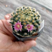 ราคา แมมขนนกเหลือง ดอกชมพู Mammillaria Schiedeana ไม้เมล็ด ขนาด 3 4 ซม ต้นกระบองเพชร ต้นแคคตัส แคคตัส กระบองเพชร (20325285195)