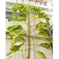 ราคา พลูด่าง พลูยักษ์ ต้นพลูด่าง ไม้ด่าง ใบฉีก ต้นไม้ บ้าน ฟอกอากาศ (19316863496)