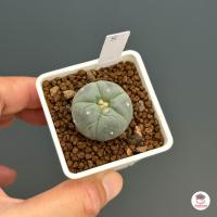 ราคา โลโฟโฟรา ฟริซิอาย Lophophora fricii กระบองเพชร แคคตัส Cactus cactus succulentหลากหลายสายพันธุ์ (6276508810)