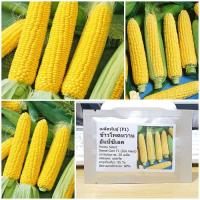 ราคา เมล็ดพันธุ์ ข้าวโพดหวาน ฮันนี่ซีเลค Honey Select Sweet Corn F1 Seed 20 เมล็ด คุณภาพดี ราคาถูก ของแท้ (7147744990)