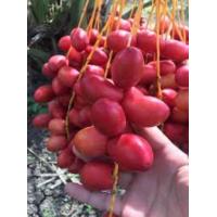 ราคา 10 เมล็ดแท้อินทผาลัมเพาะเนื้อเยื้อ สายพันธุ์แซมลี่ Seeds date palm Zamli เมล็ดแท้จากต้นเพาะเนื้อเยื้อ (12085987485)