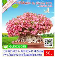 ราคา ขายเมล็ดชวนชม เมล็ดสำหรับการเพาะพันธุ์ ได้แก่เม็ดชวนชมอาราบิคั่ม เมล็ดชวนชมไทยโซโค เมล็ดชวนชมยักษ์ญี่ปุ่น เมล็ดชวนชมฮอลแลนด์ เมล็ดชวนชมยักษ์ซาอุ (2756312918)